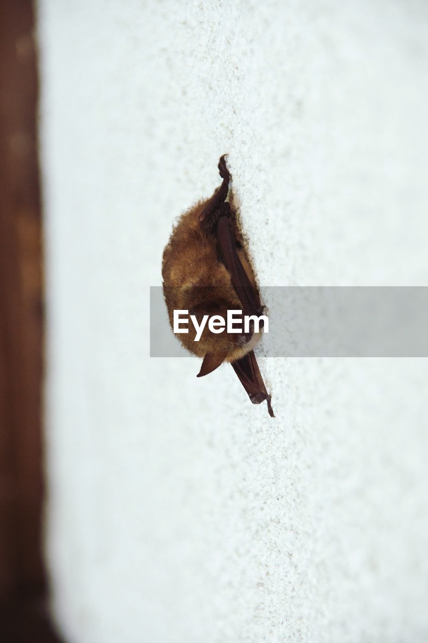 CLOSE-UP OF BIRD ON WALL