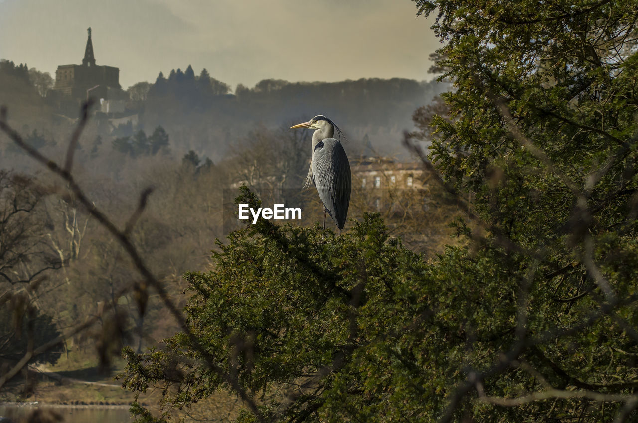 BIRD PERCHING ON TREE BY TREES AGAINST SKY