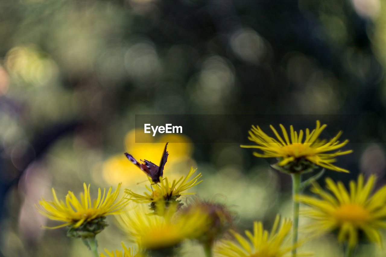 CLOSE-UP OF HONEY BEE POLLINATING ON YELLOW FLOWER