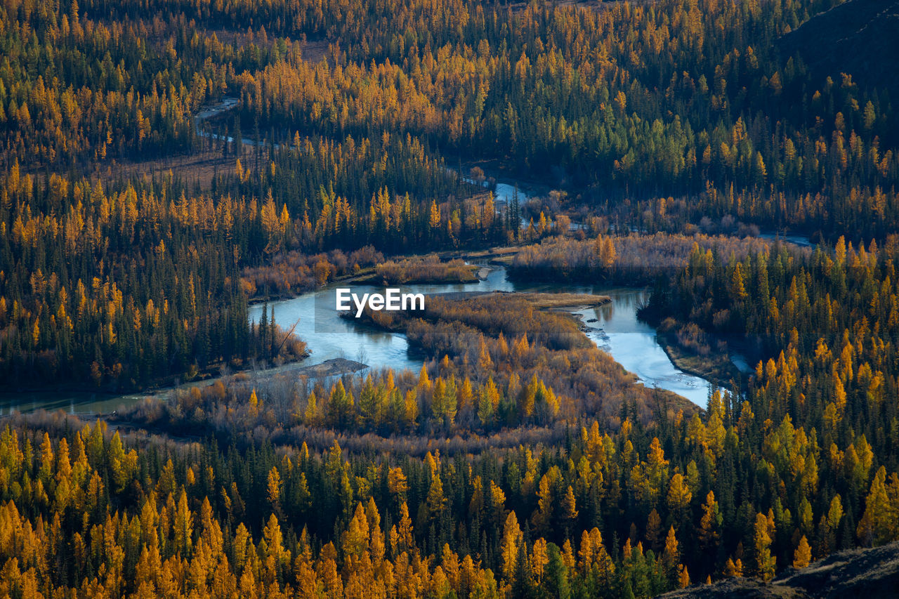 SCENIC VIEW OF FOREST