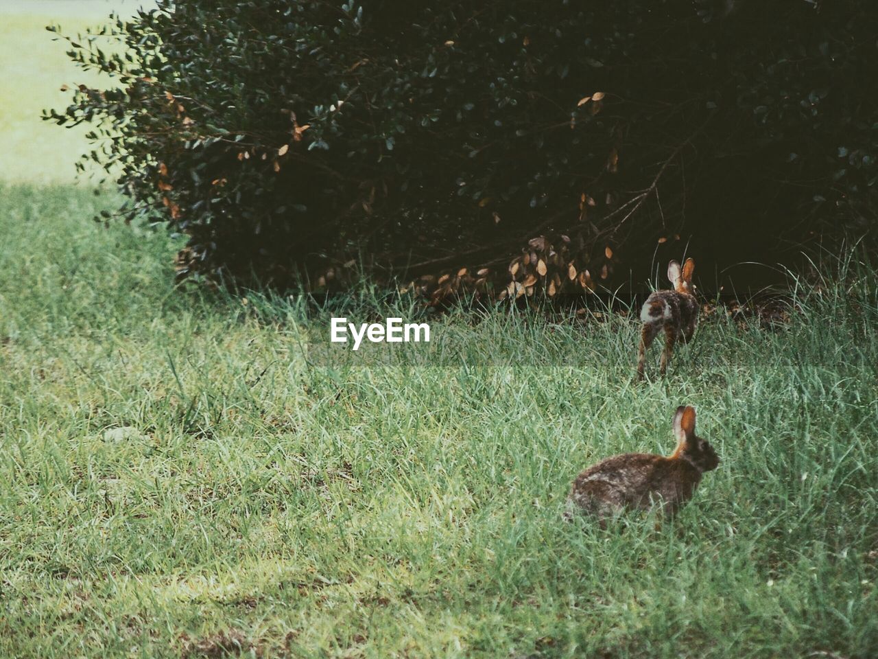 Rabbits on grassy field