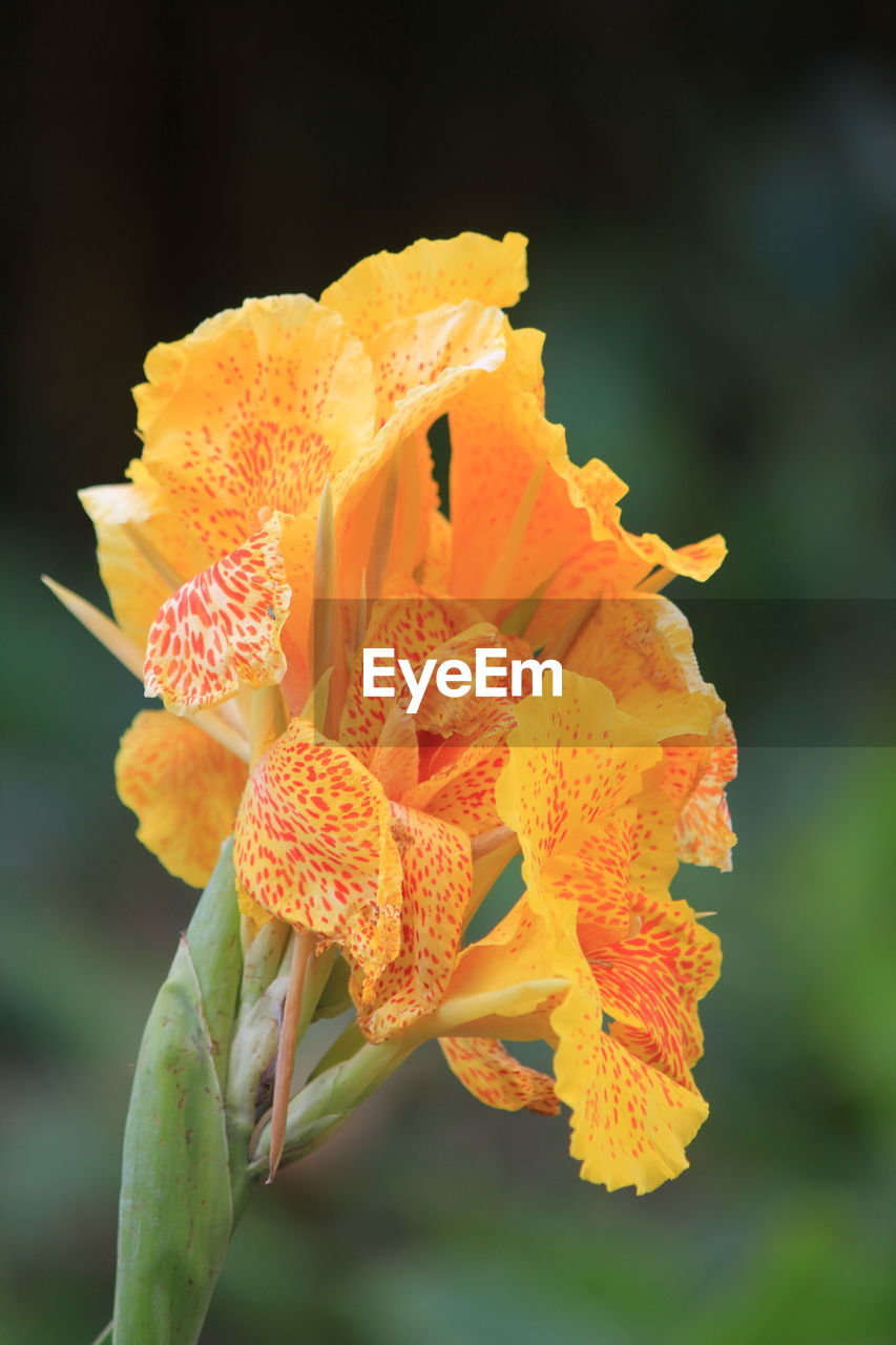 CLOSE-UP OF ORANGE YELLOW FLOWER BLOOMING OUTDOORS