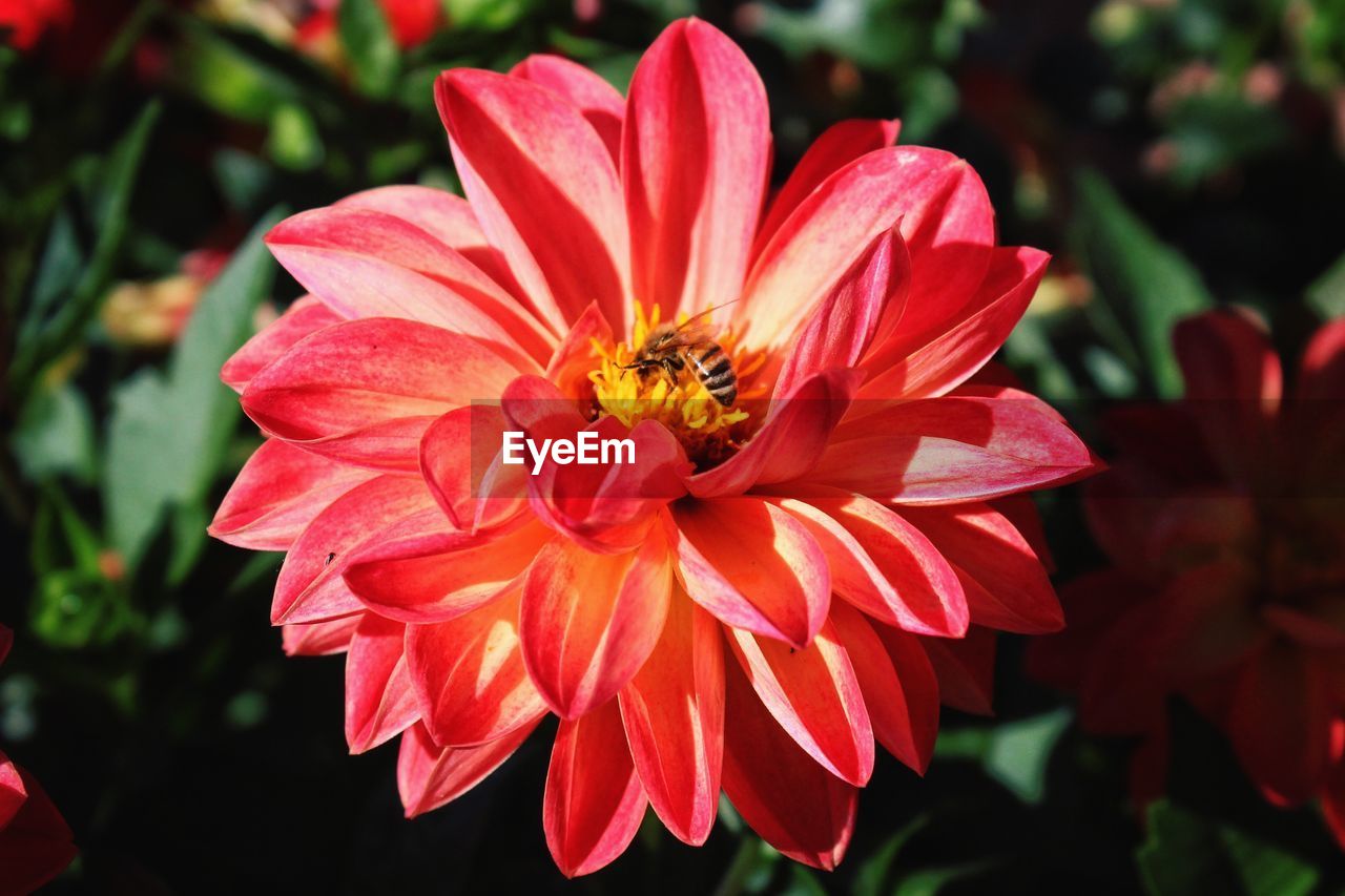 High angle view of bee on coral colored dahlia