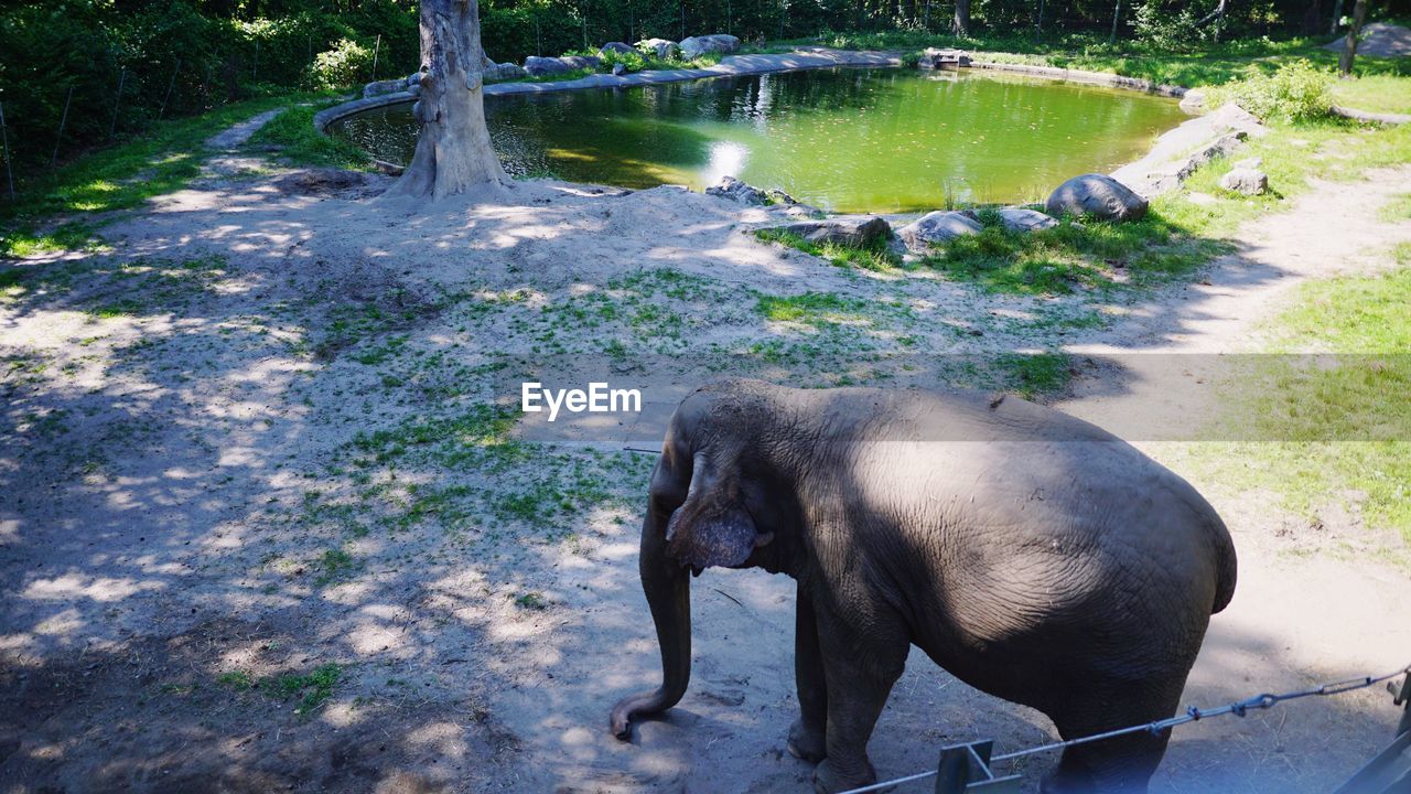 HIGH ANGLE VIEW OF ELEPHANT IN THE LAKE