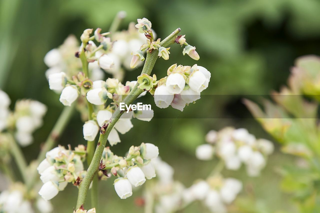 Close-up of white flowers