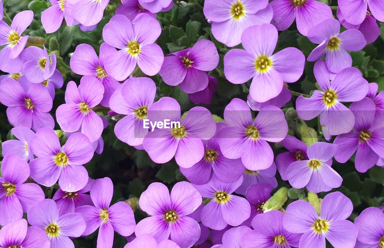 Close-up of pink flowers