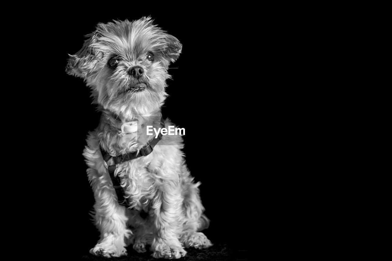 Hairy dog looking up against black background
