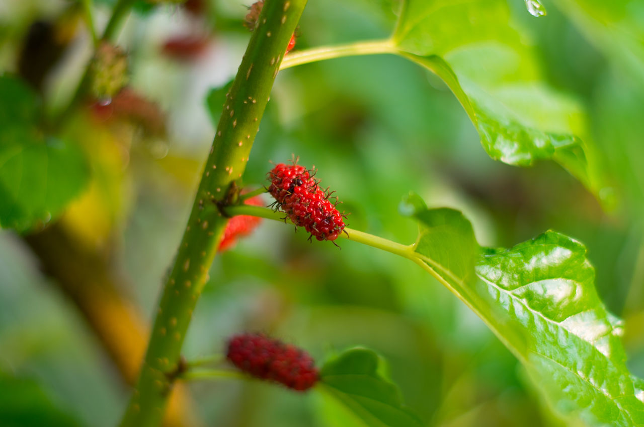 CLOSE-UP OF RED FRUIT ON TREE