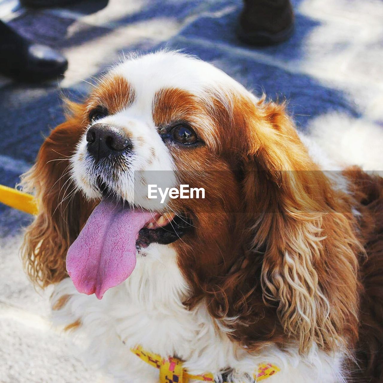 CLOSE-UP PORTRAIT OF DOG STICKING OUT TONGUE OUTDOORS