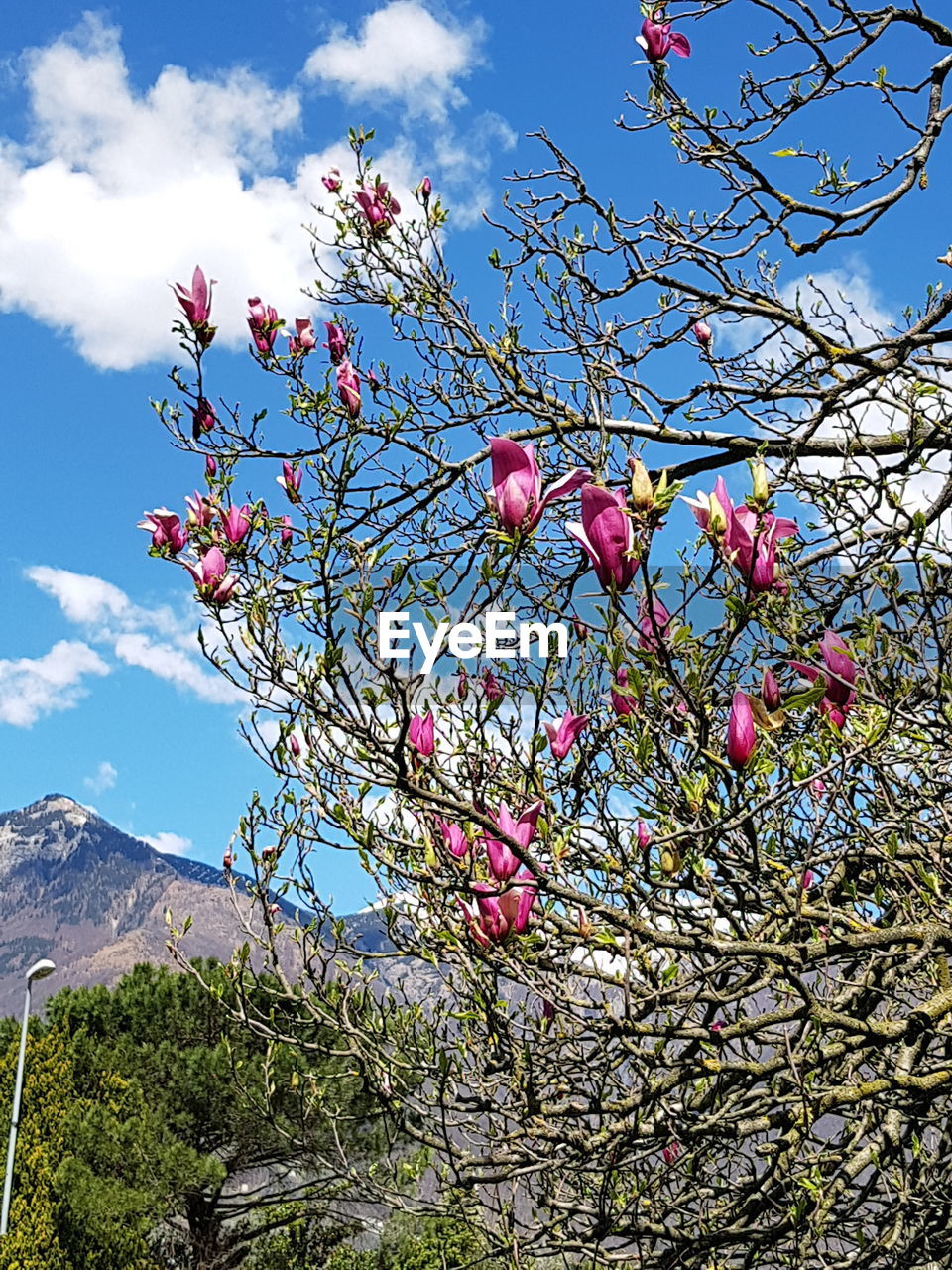 LOW ANGLE VIEW OF CHERRY BLOSSOM TREE AGAINST SKY