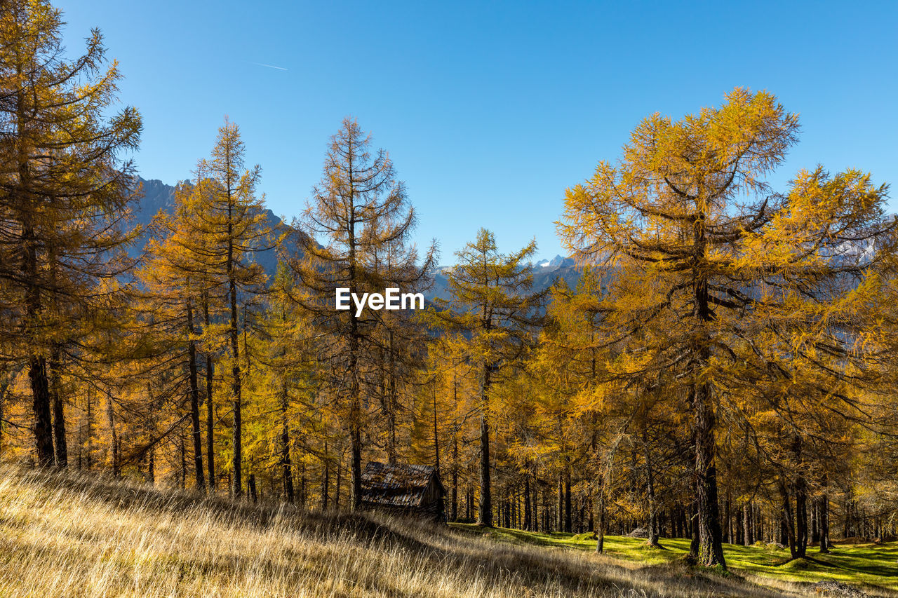 Pine trees in forest against sky during autumn