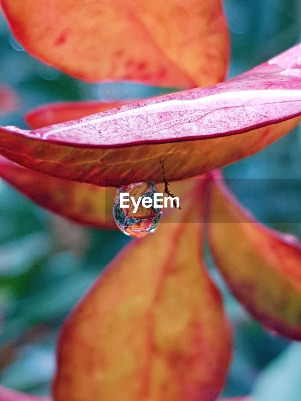 EXTREME CLOSE-UP OF INSECT ON RED FLOWER