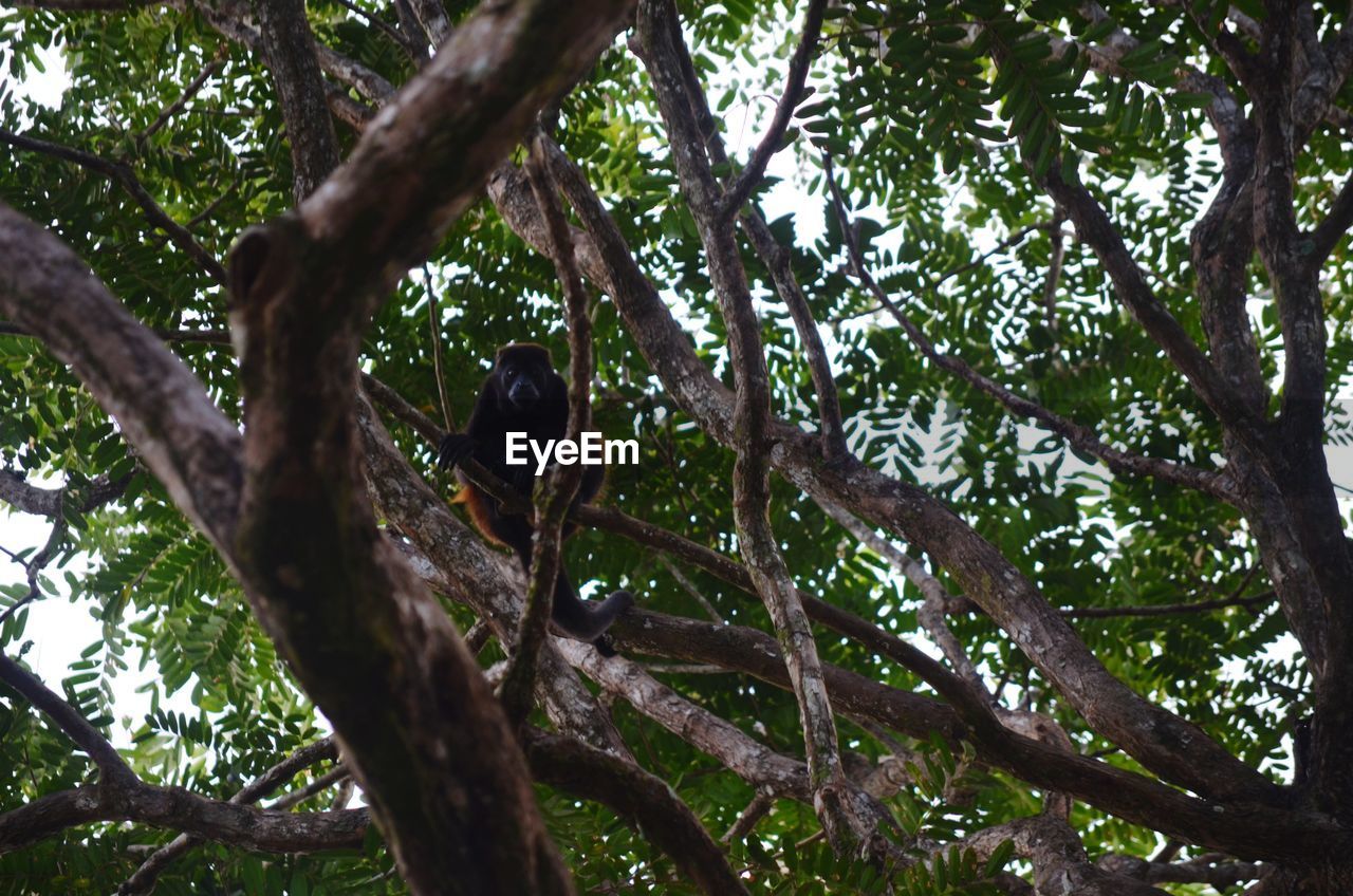 LOW ANGLE VIEW OF MONKEY PERCHING ON TREE