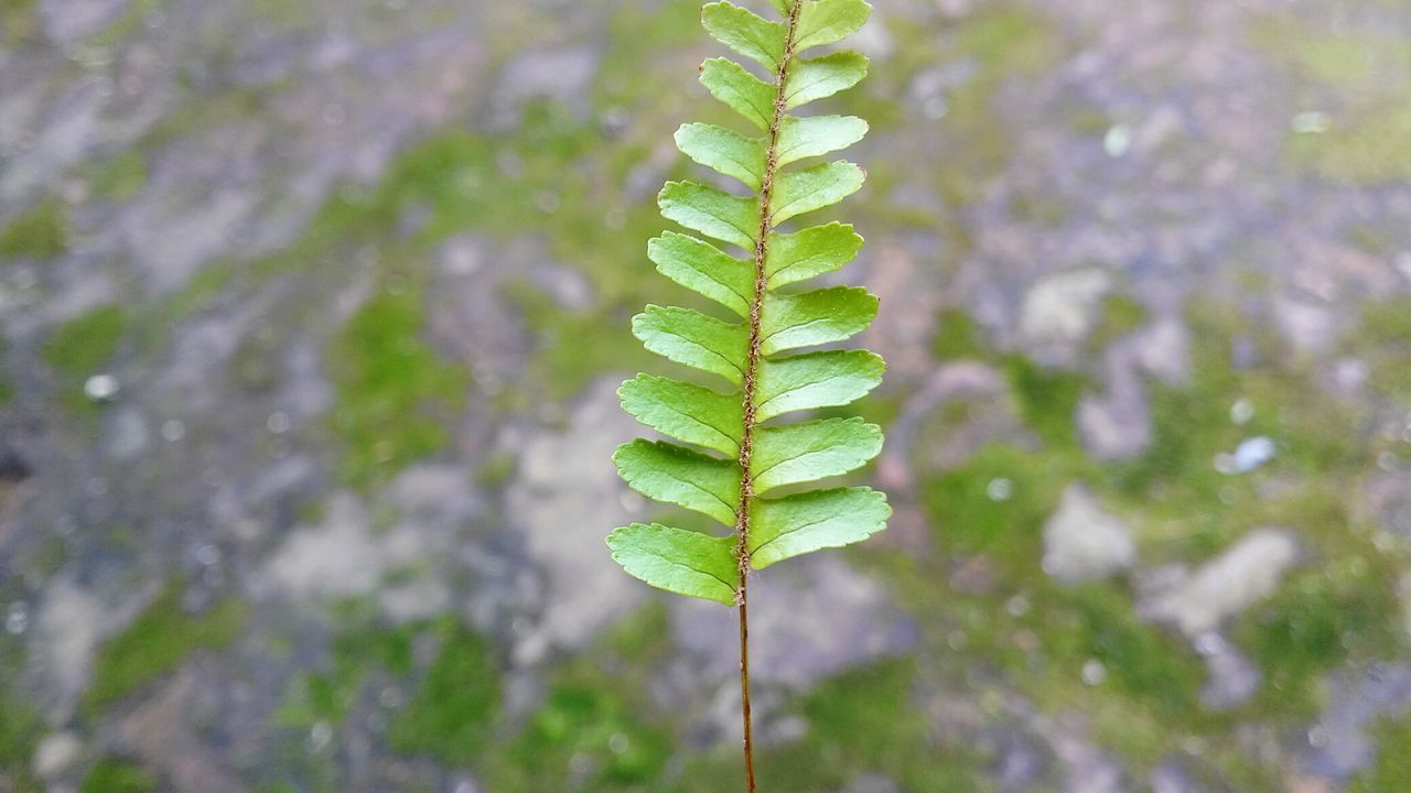 CLOSE-UP OF GREEN PLANT