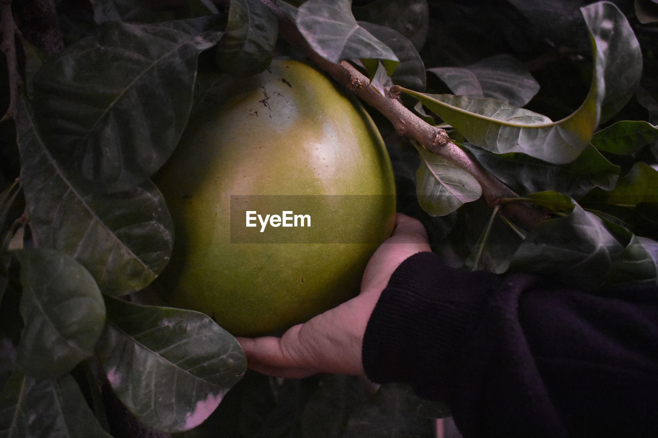 Close-up of hand holding miracle fruit