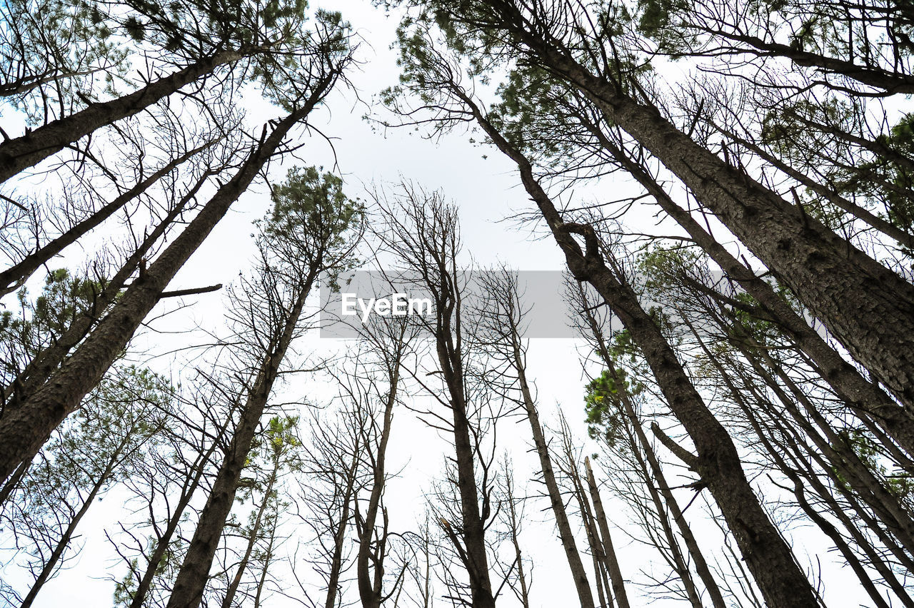 Low angle view of trees in forest against sky