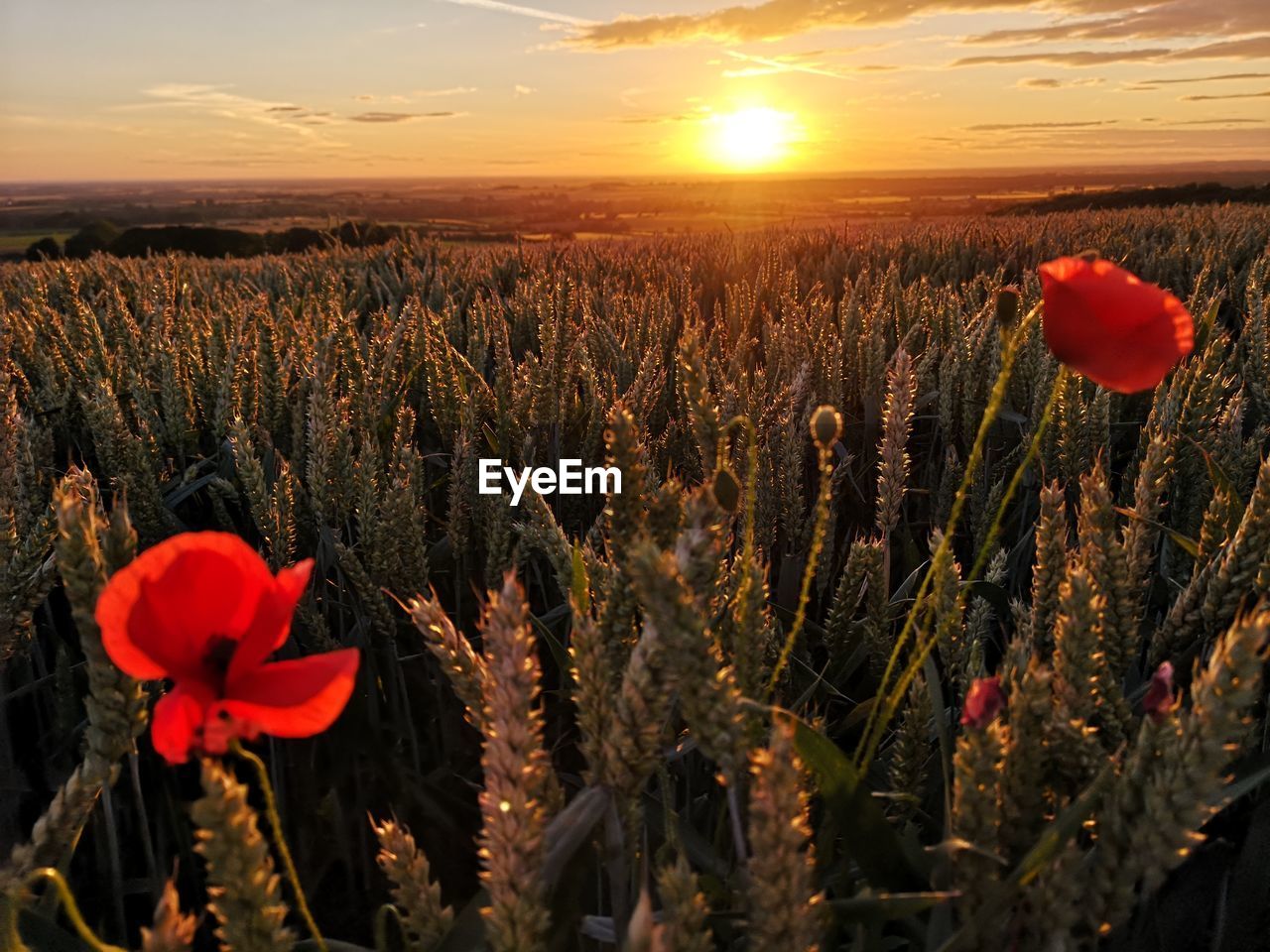 Close-up of red flowering plant on field against sky during sunset