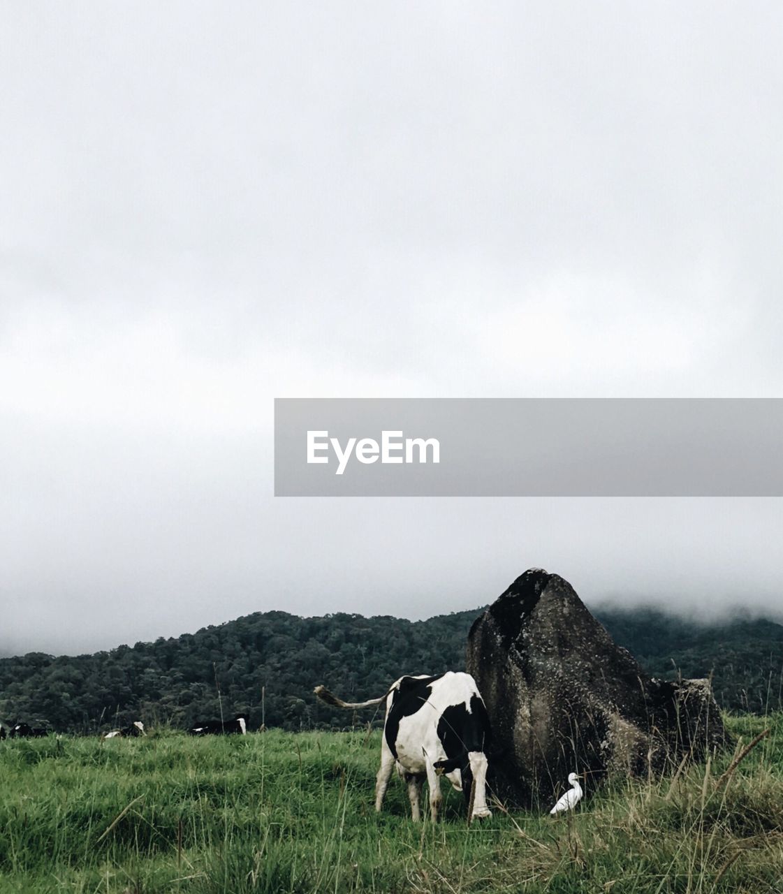 Cow grazing on field against cloudy sky