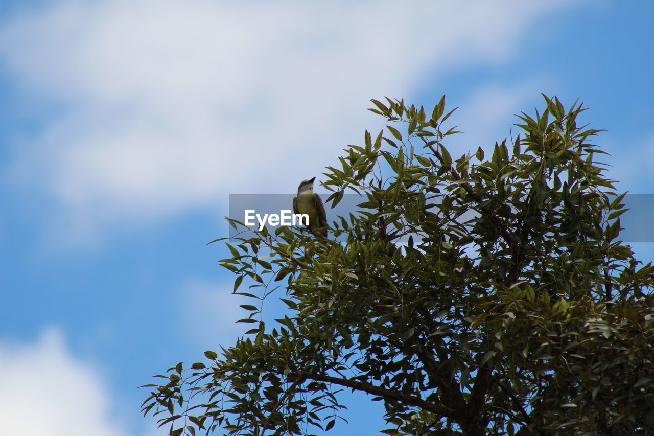 LOW ANGLE VIEW OF BIRD PERCHING ON BRANCH AGAINST SKY