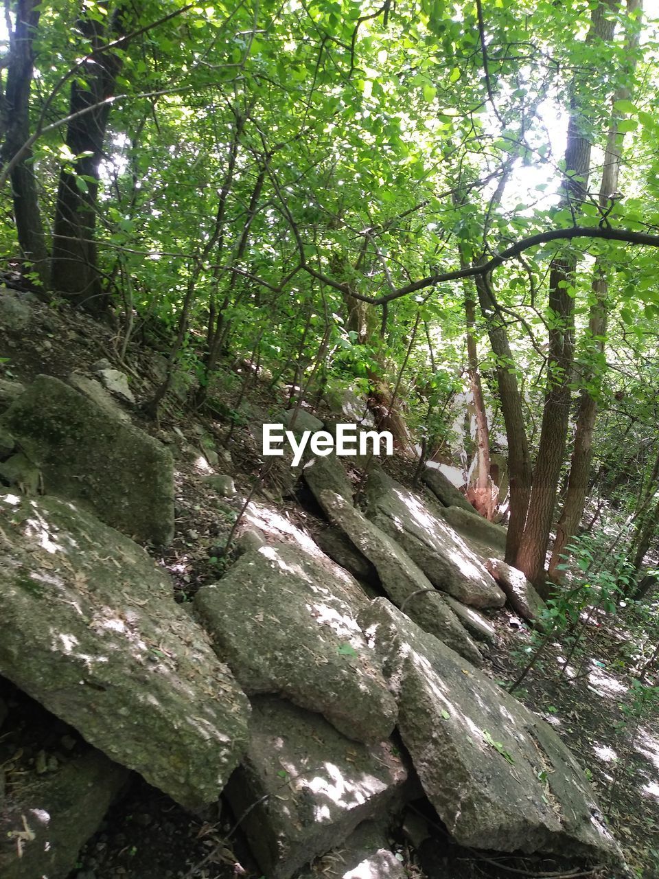 MOSS GROWING ON ROCKS