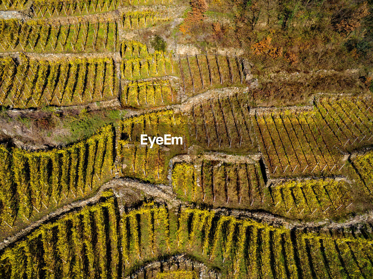 FULL FRAME SHOT OF CROP GROWING ON FIELD