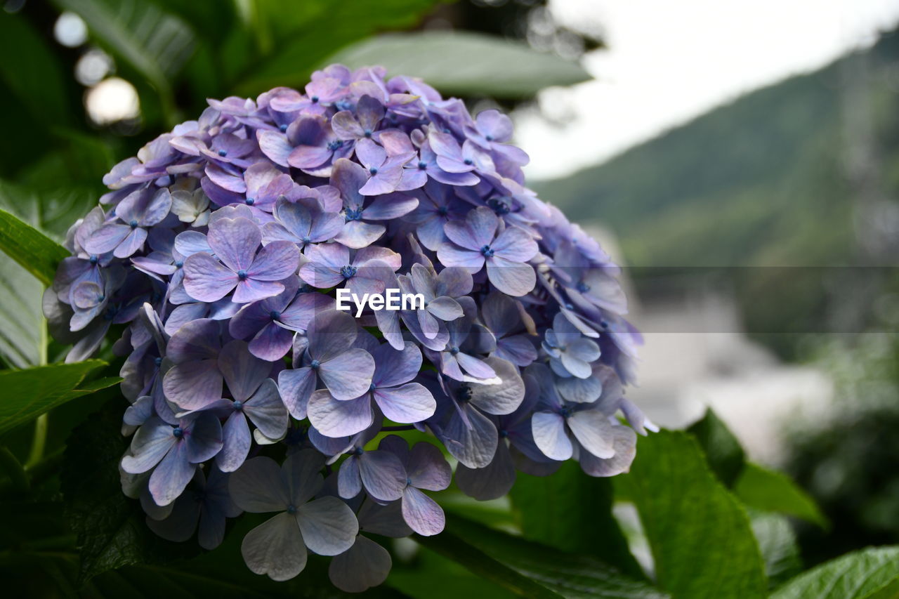 Close-up of purple hydrangea flowers