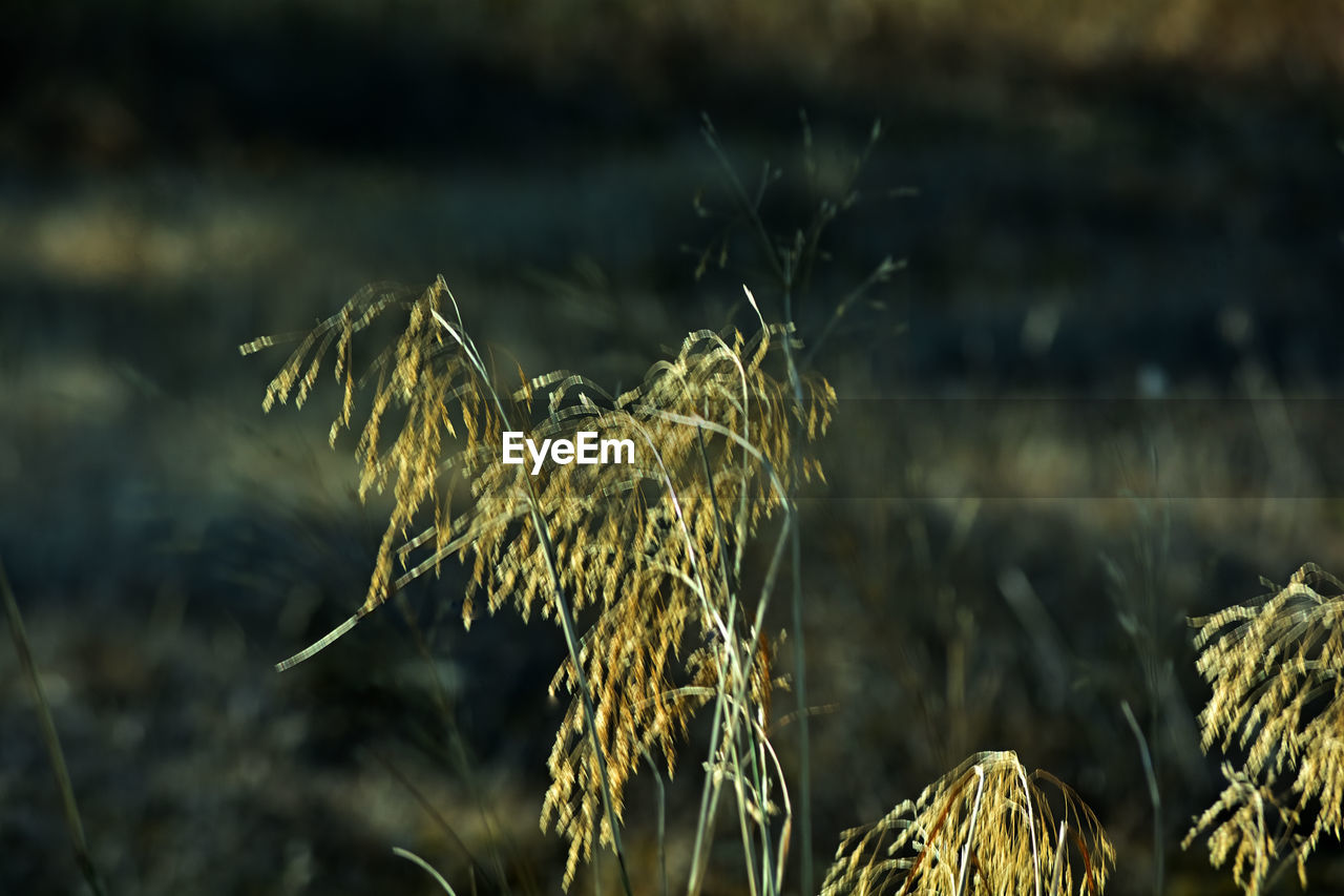 nature, grass, plant, sunlight, focus on foreground, no people, growth, branch, flower, leaf, close-up, land, macro photography, outdoors, cereal plant, field, agriculture, day, beauty in nature, tranquility, crop, autumn, landscape, selective focus