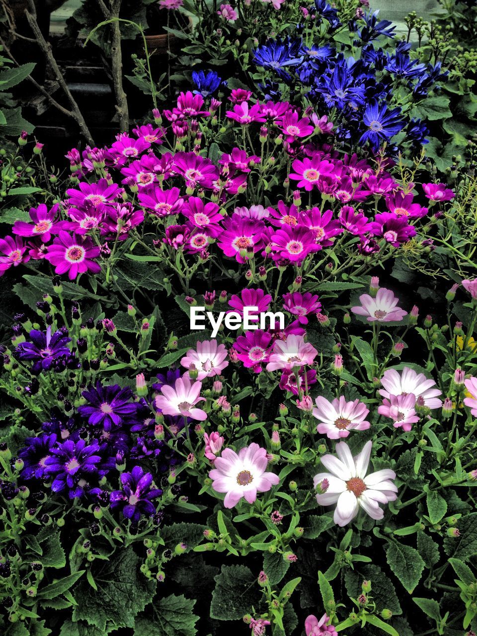 Close-up of purple flowers