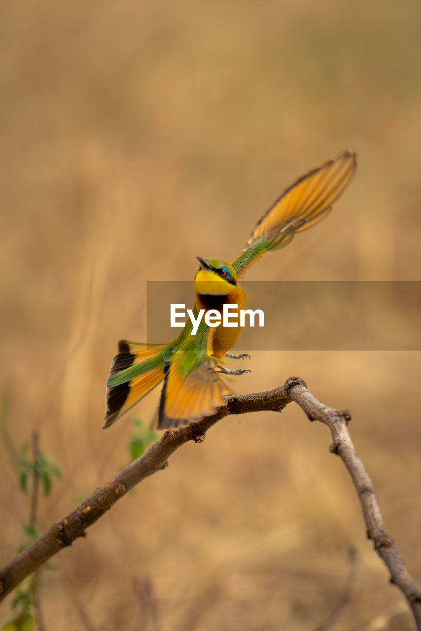 low angle view of bird perching on branch