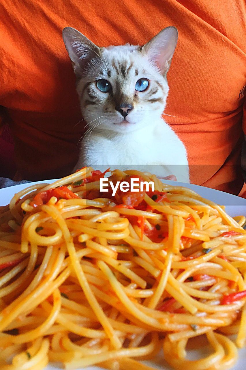 PORTRAIT OF A CAT IN A BOWL