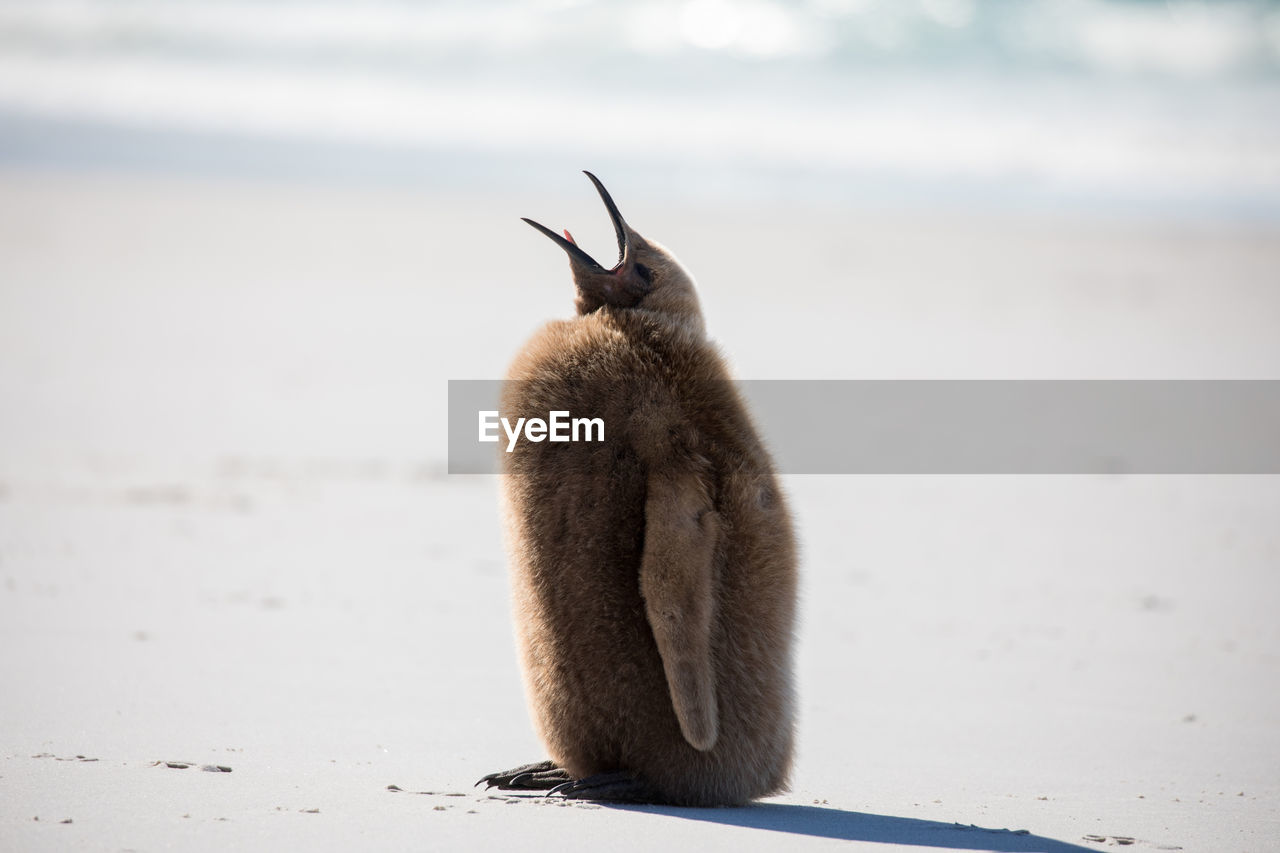 Penguin at beach