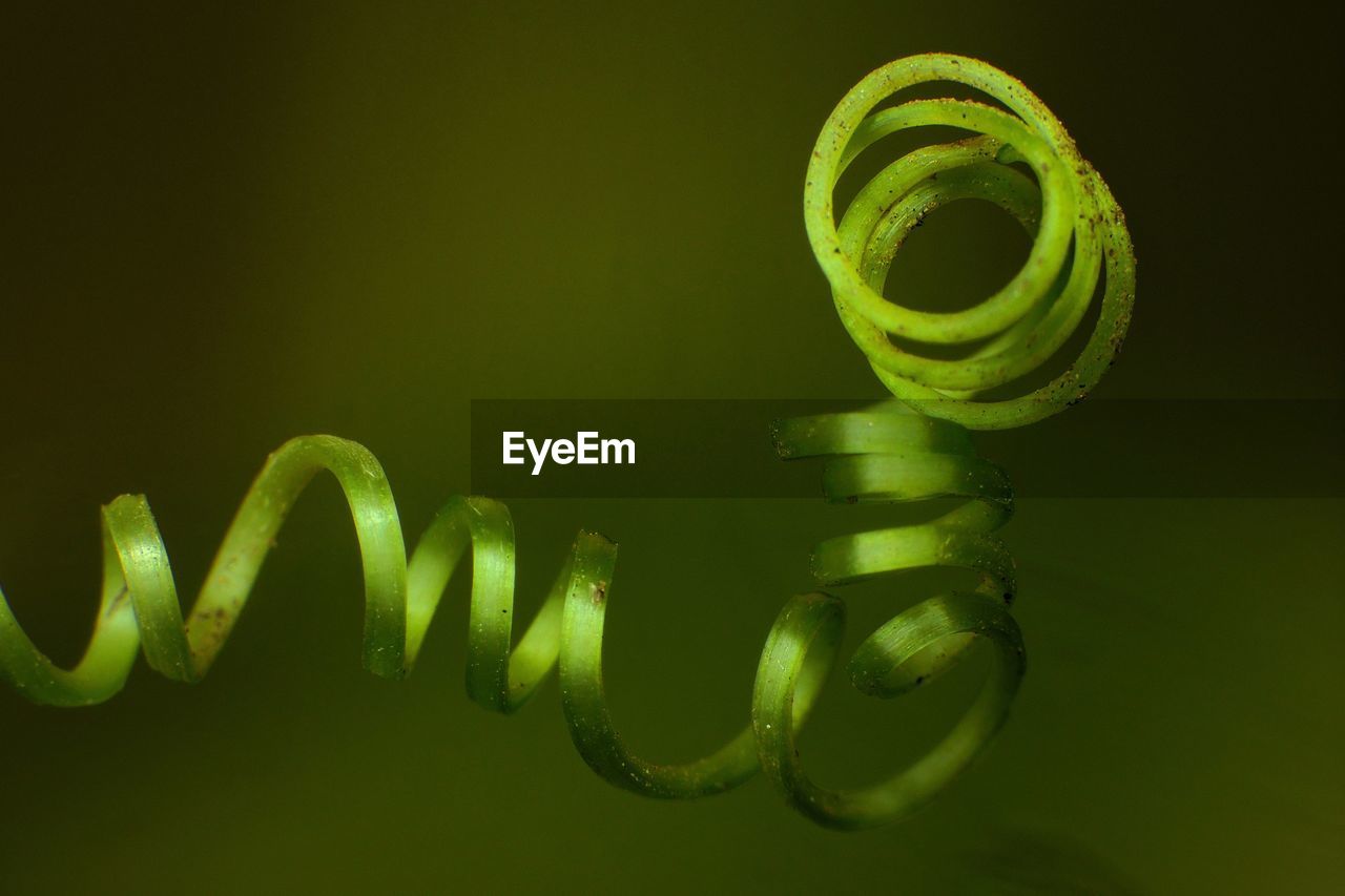 Close-up of coiled plant against blurred background