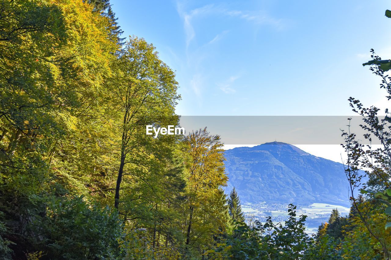 Scenic view of forest against sky