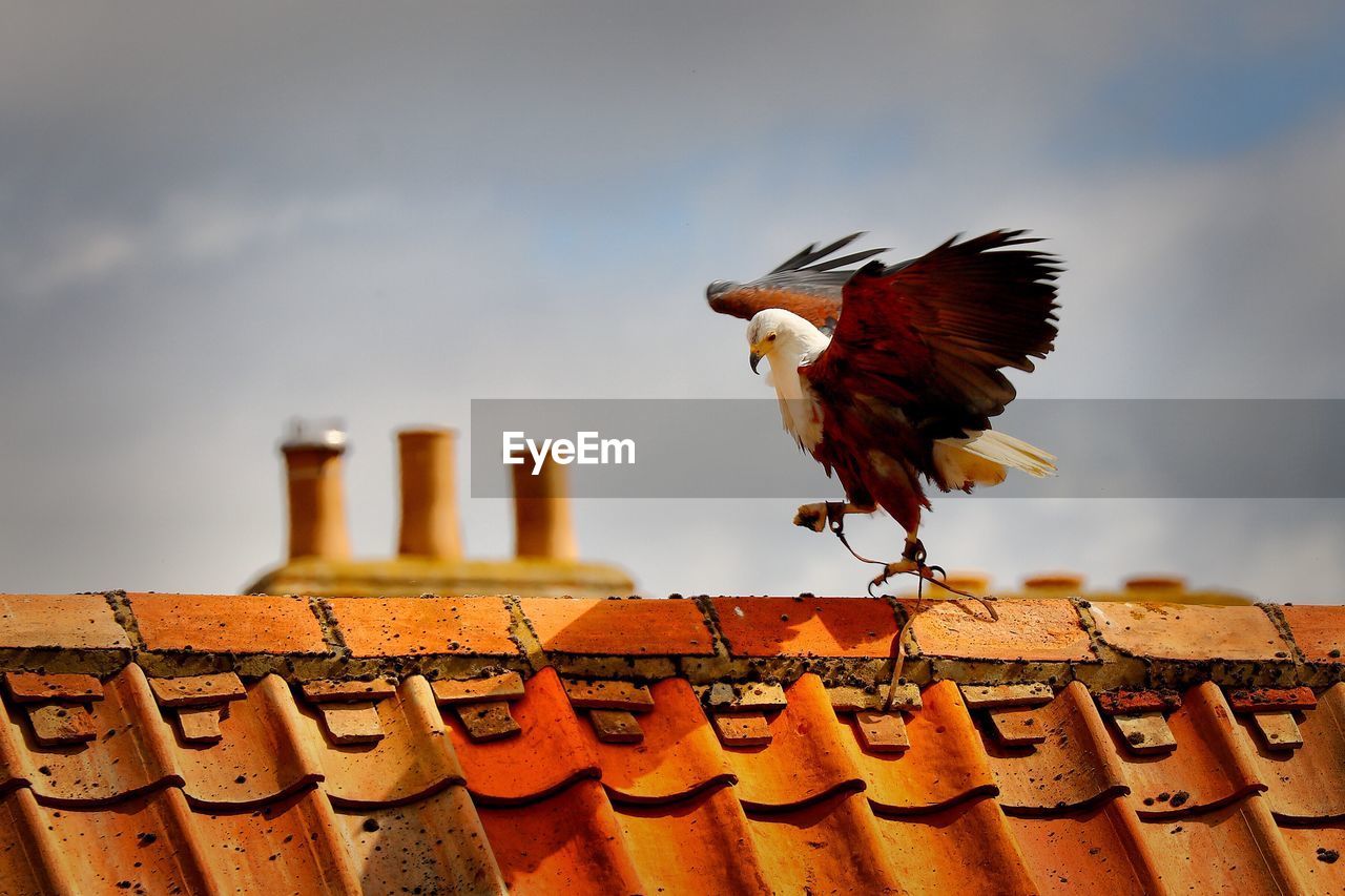 View of bird perching on roof
