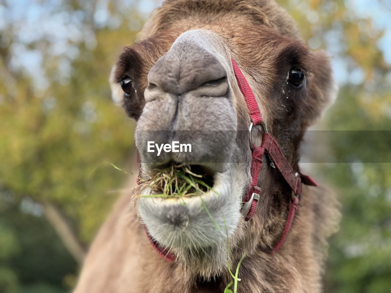 animal themes, animal, mammal, one animal, camel, domestic animals, arabian camel, animal body part, pet, animal head, portrait, livestock, close-up, focus on foreground, working animal, no people, nature, wildlife, animal wildlife, outdoors, plant, agriculture, llama, day, looking at camera, donkey