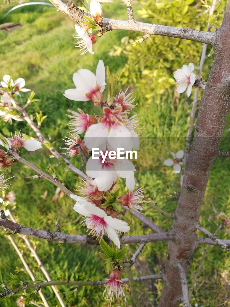 CLOSE-UP OF PINK FLOWERS ON BRANCH