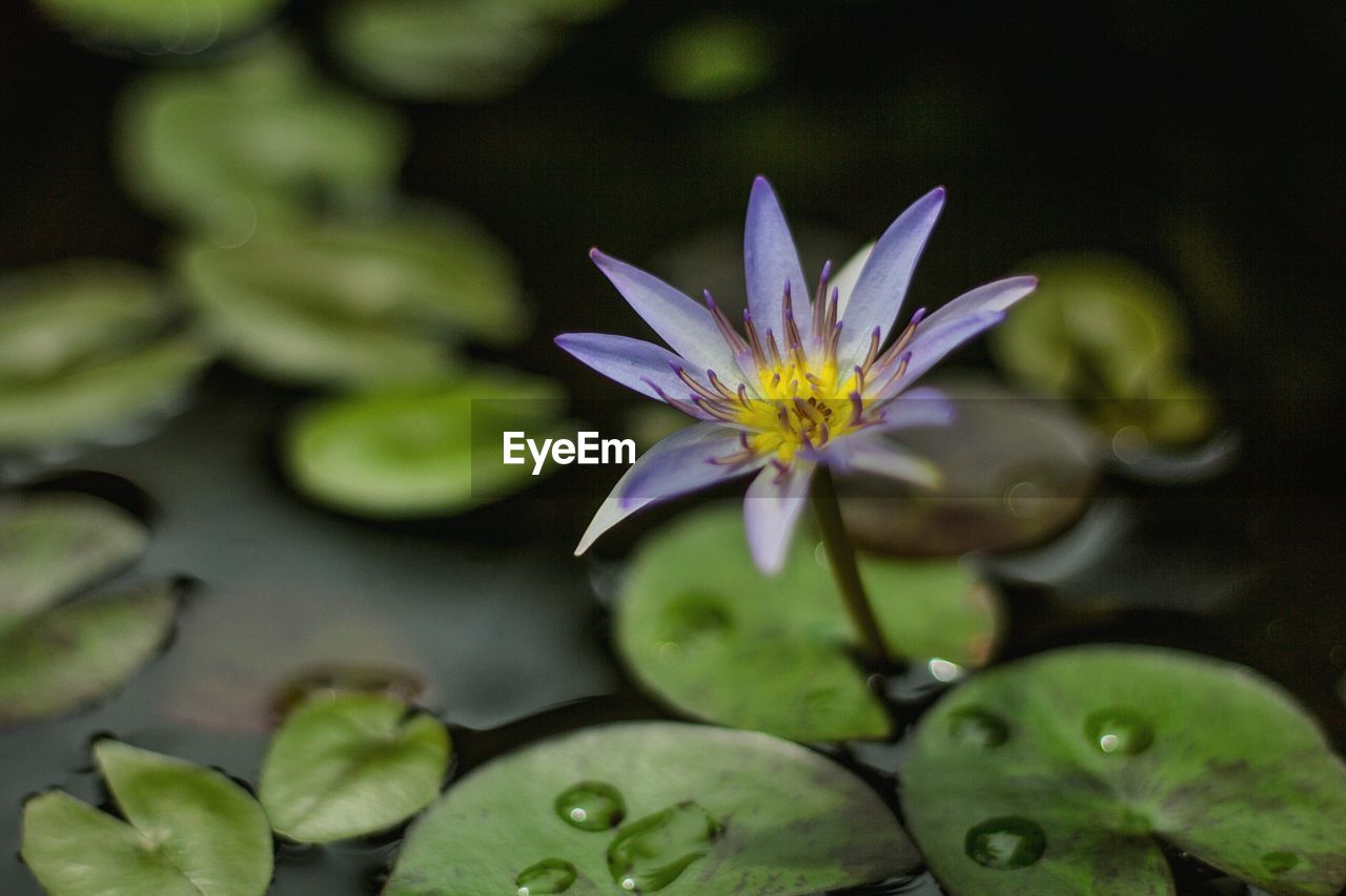 CLOSE-UP OF WATER LILY BLOOMING IN GARDEN