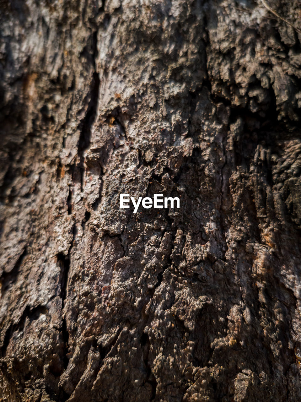 Full frame shot of tree trunk