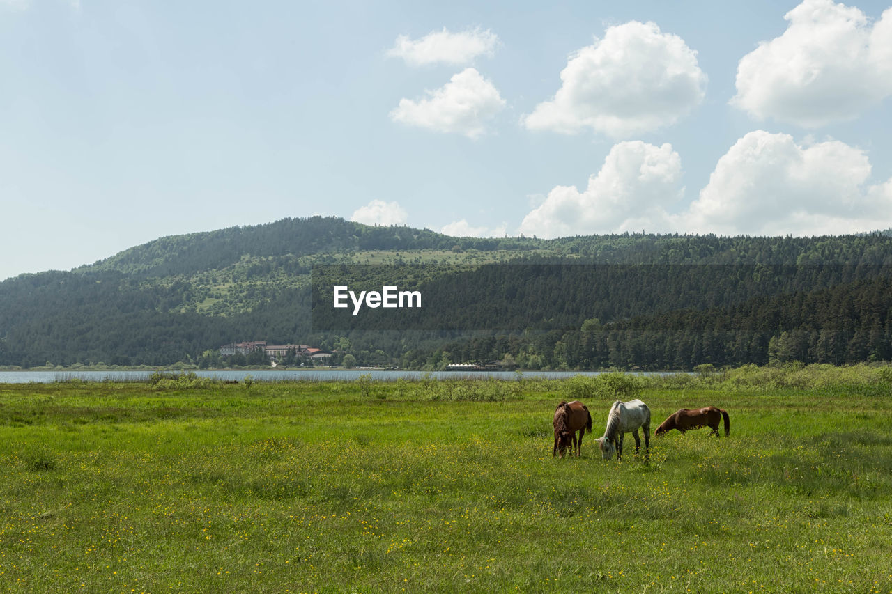 SHEEP GRAZING ON GRASSY FIELD