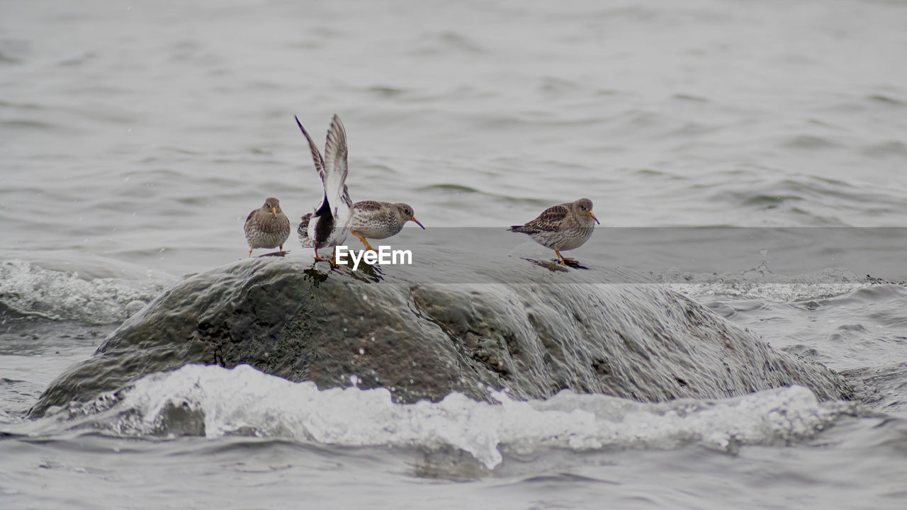 animal themes, animal, wildlife, animal wildlife, bird, water, group of animals, sea, seabird, no people, nature, two animals, day, outdoors, motion