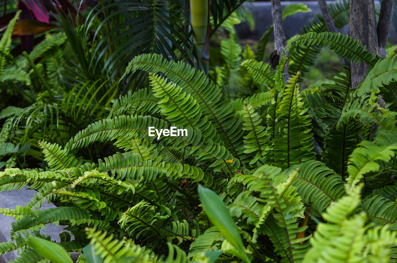 full frame shot of plants