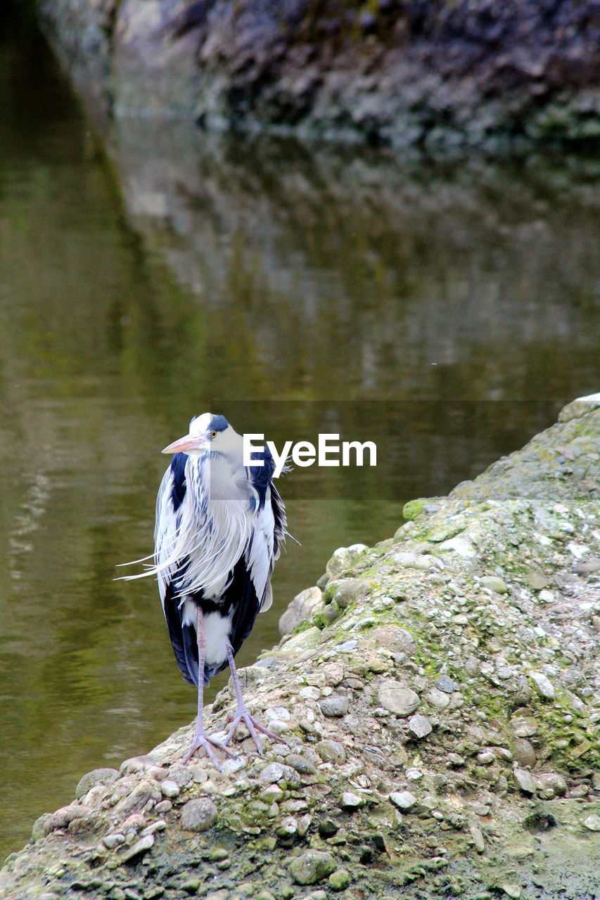 BIRD PERCHING ON ROCK IN LAKE