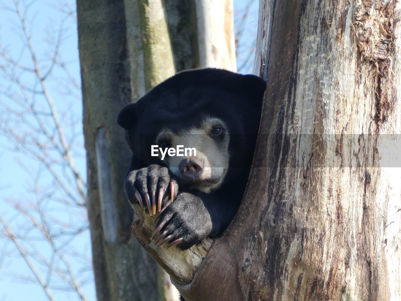 Close-up of a sun bear up a tree