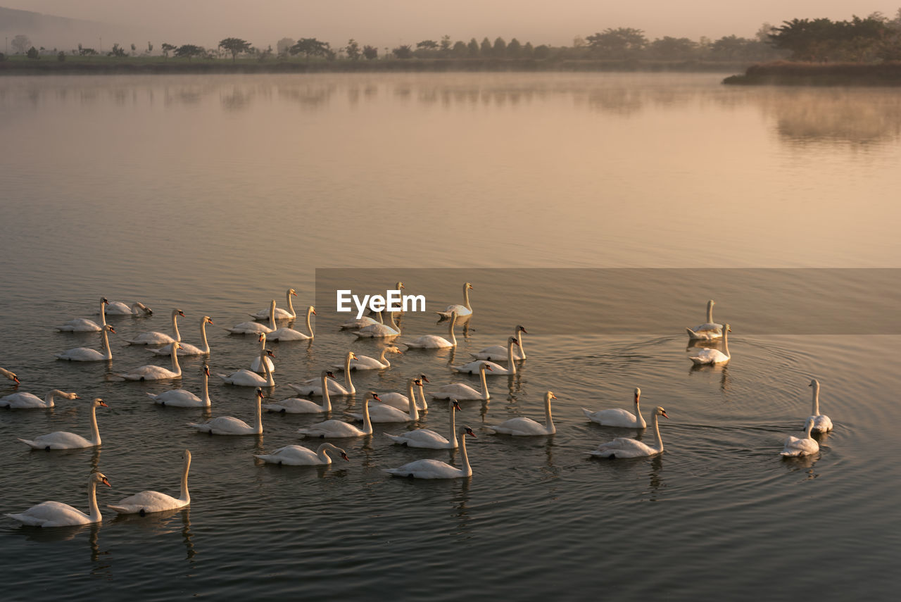 Flock of birds swimming in lake