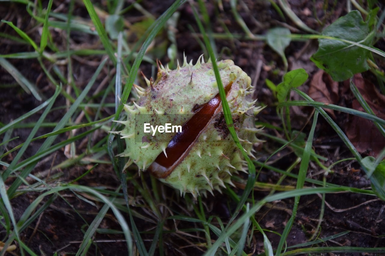High angle view of plant