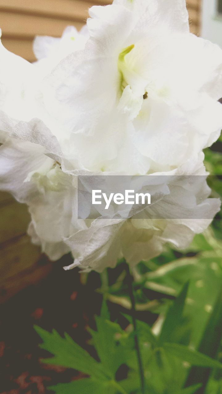 CLOSE-UP OF WHITE FLOWERS BLOOMING OUTDOORS