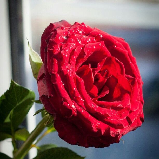 CLOSE-UP OF ROSE BUD