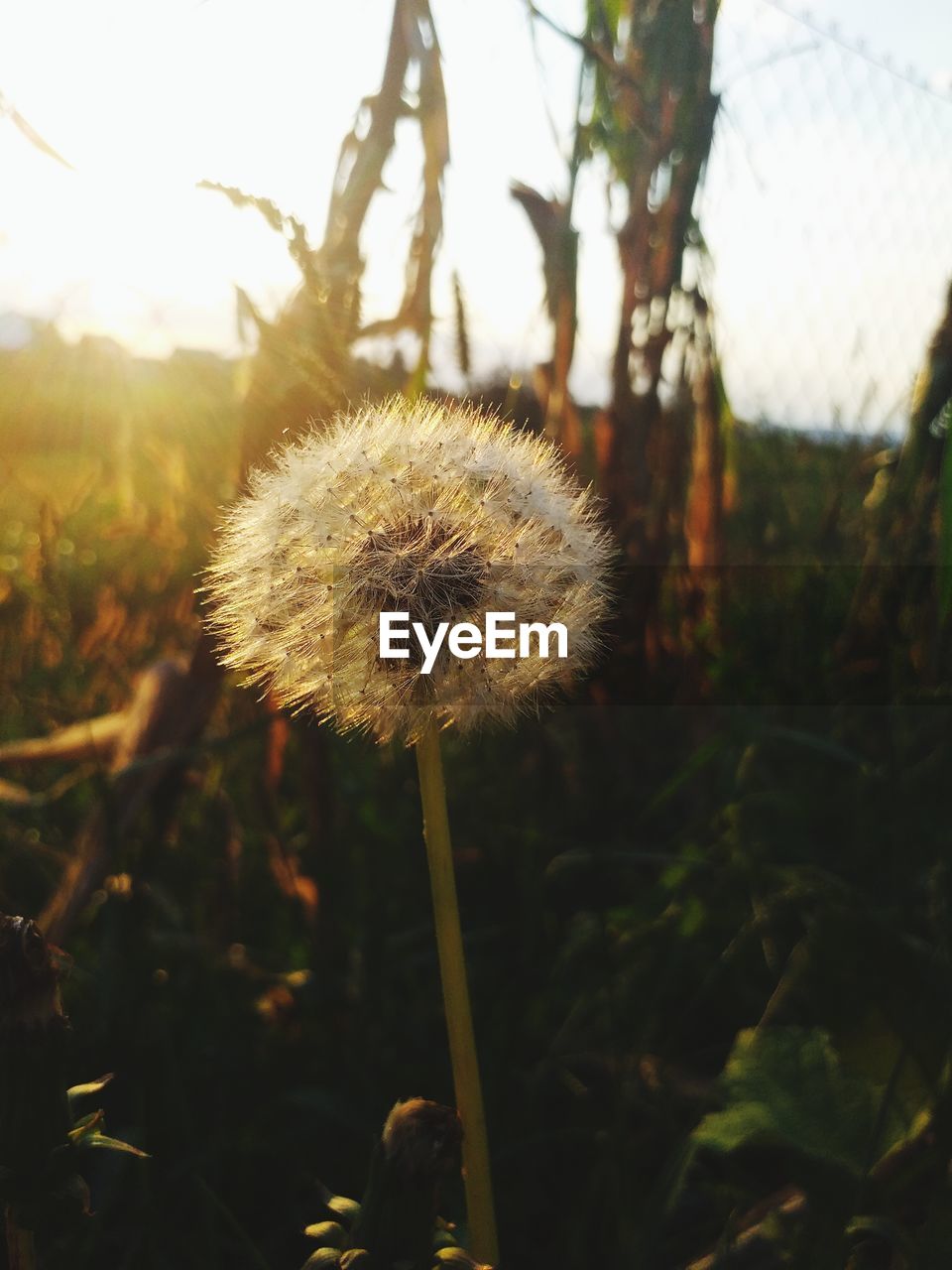 CLOSE-UP OF DANDELION FLOWER GROWING ON FIELD