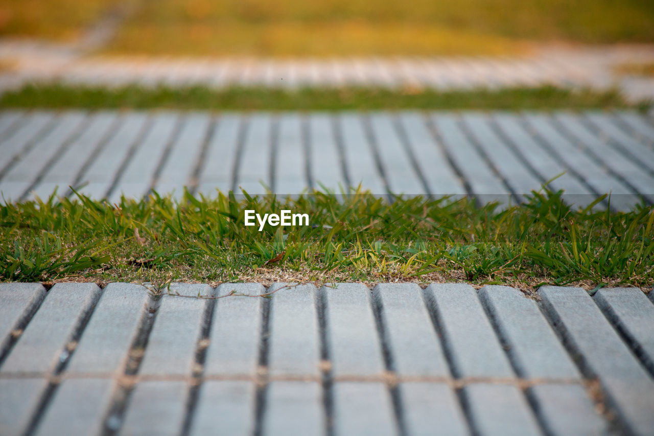 HIGH ANGLE VIEW OF GRASS ON FIELD