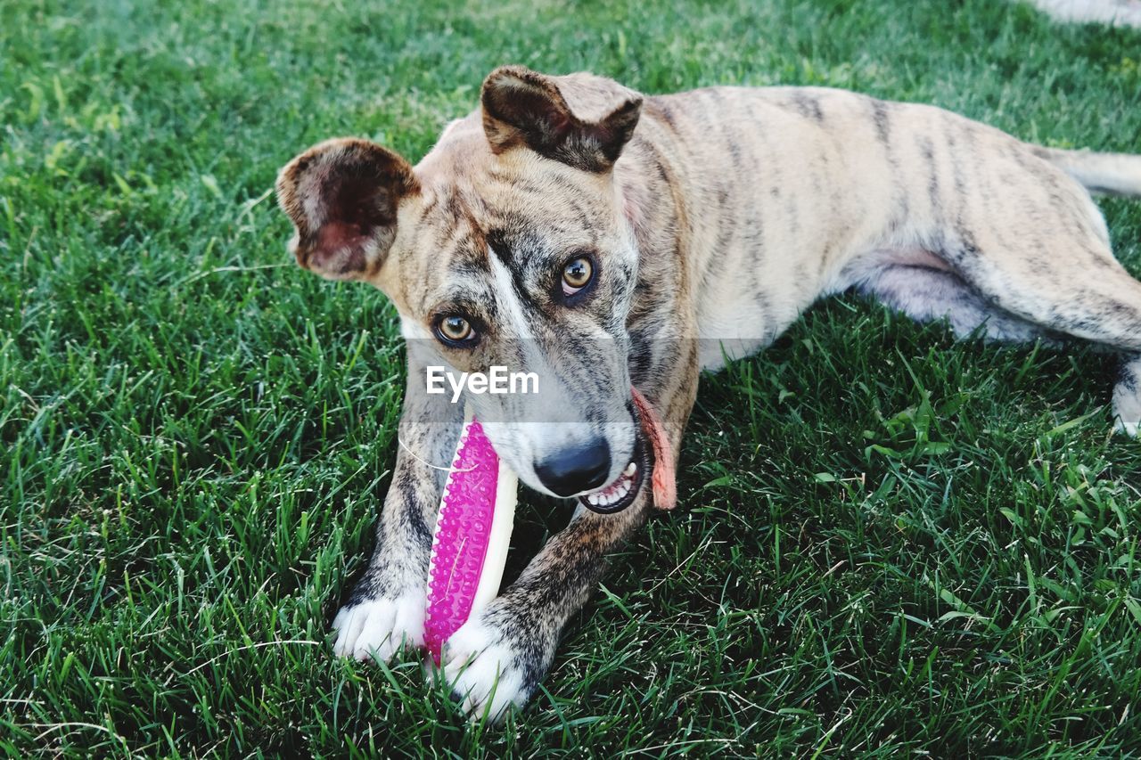 Close-up portrait of dog on grass